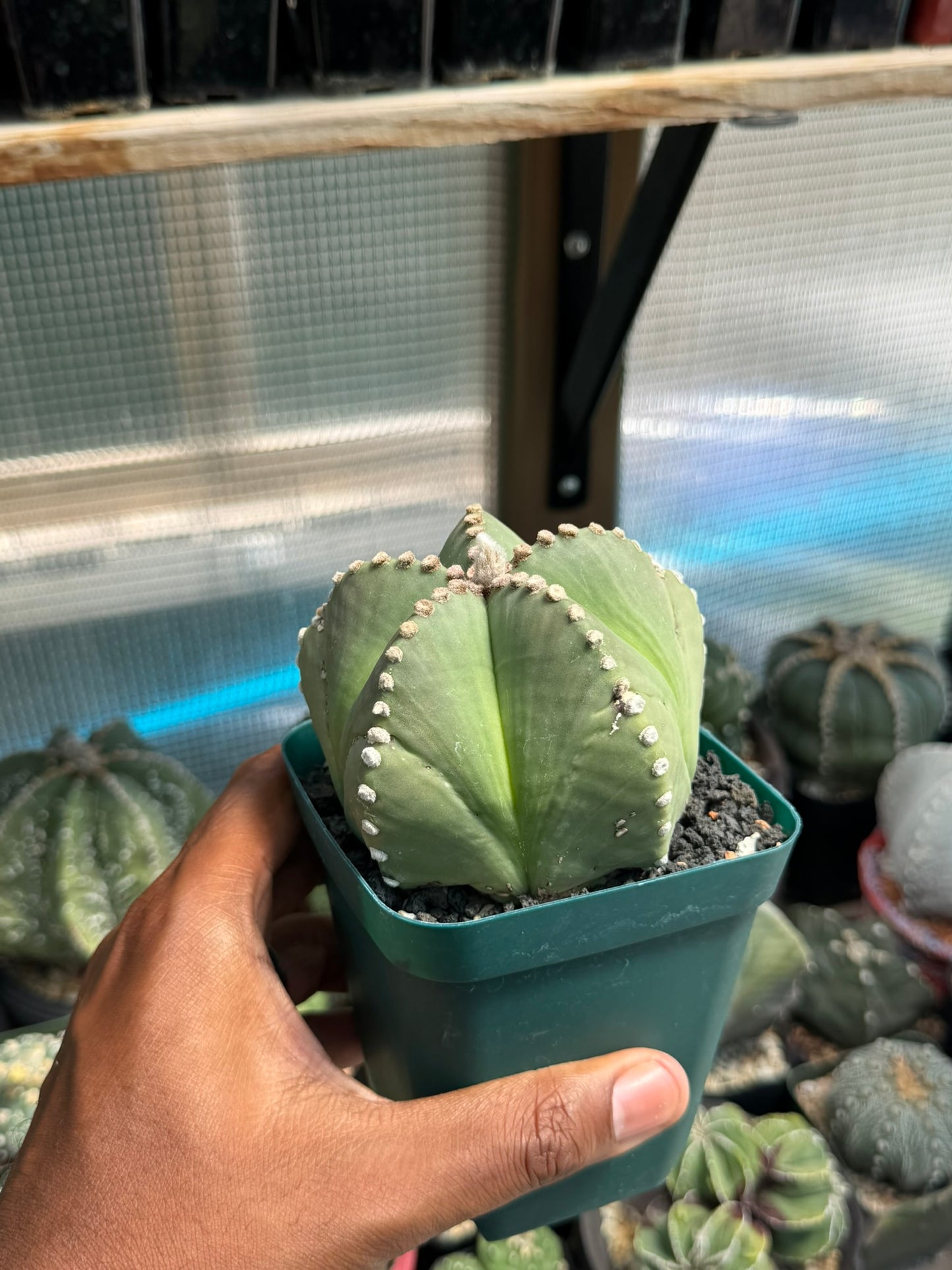 Astrophytum myriostigma nudum