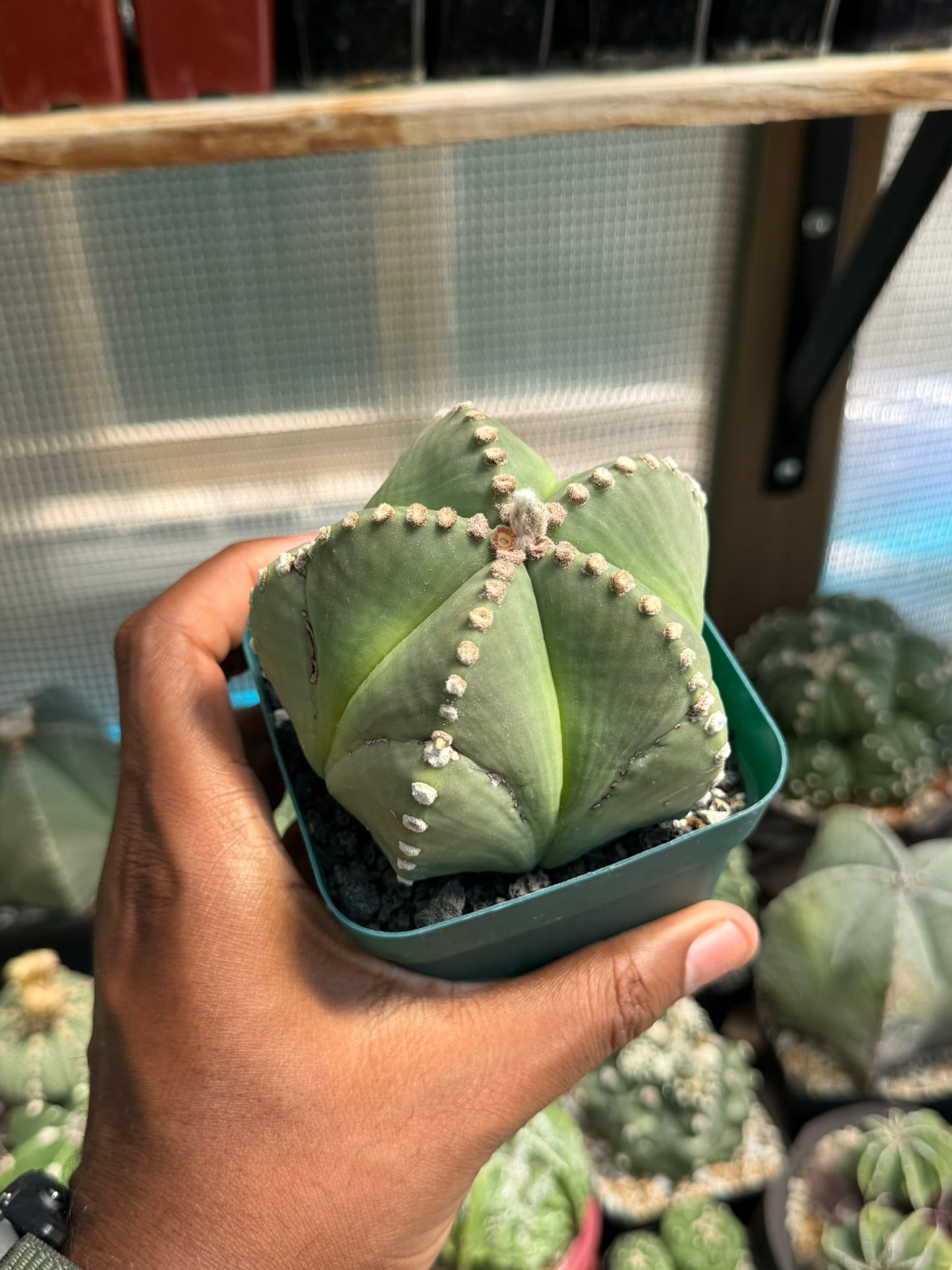 Astrophytum myriostigma nudum