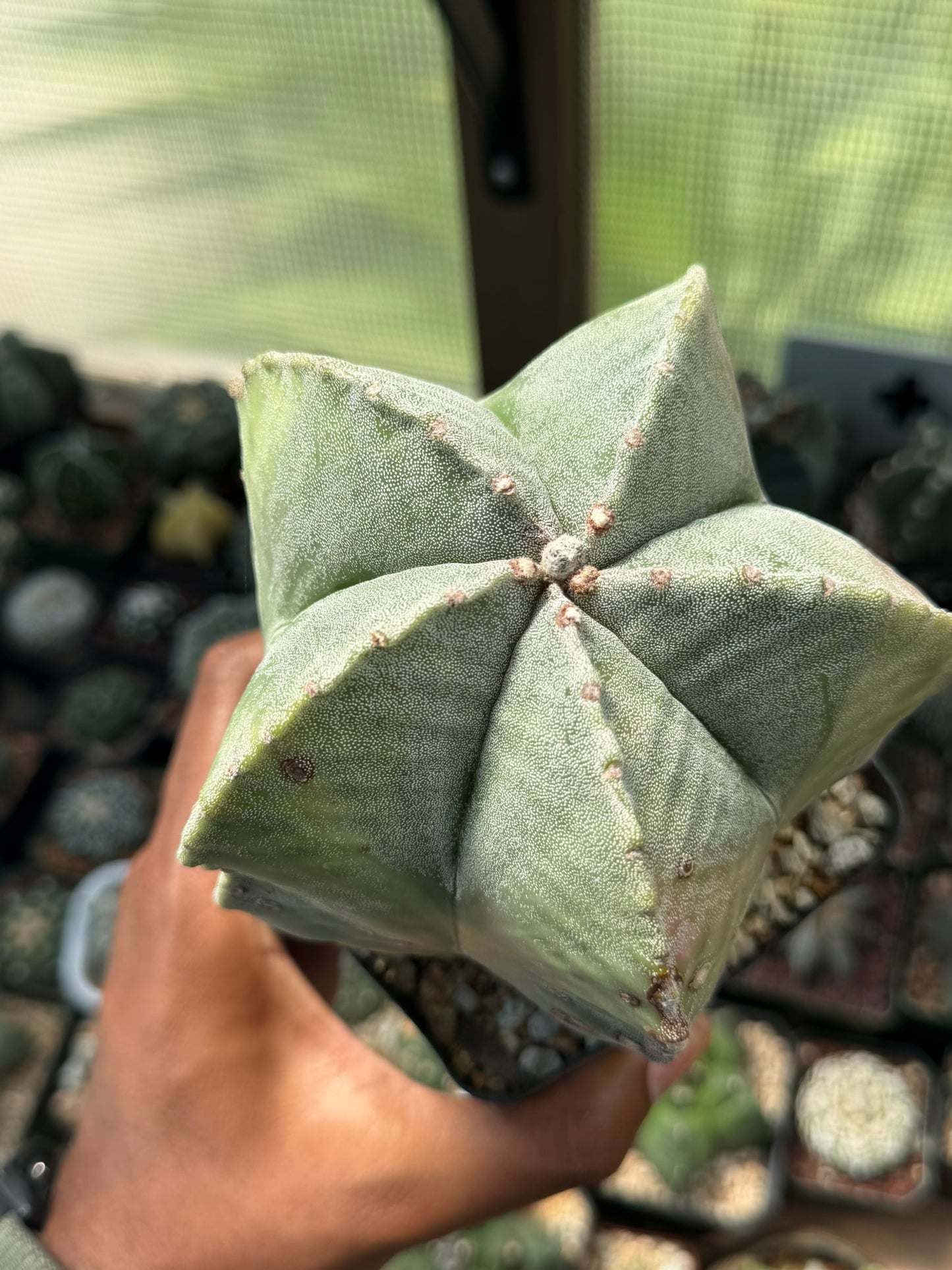 Astrophytum myriostigma strongylogonum