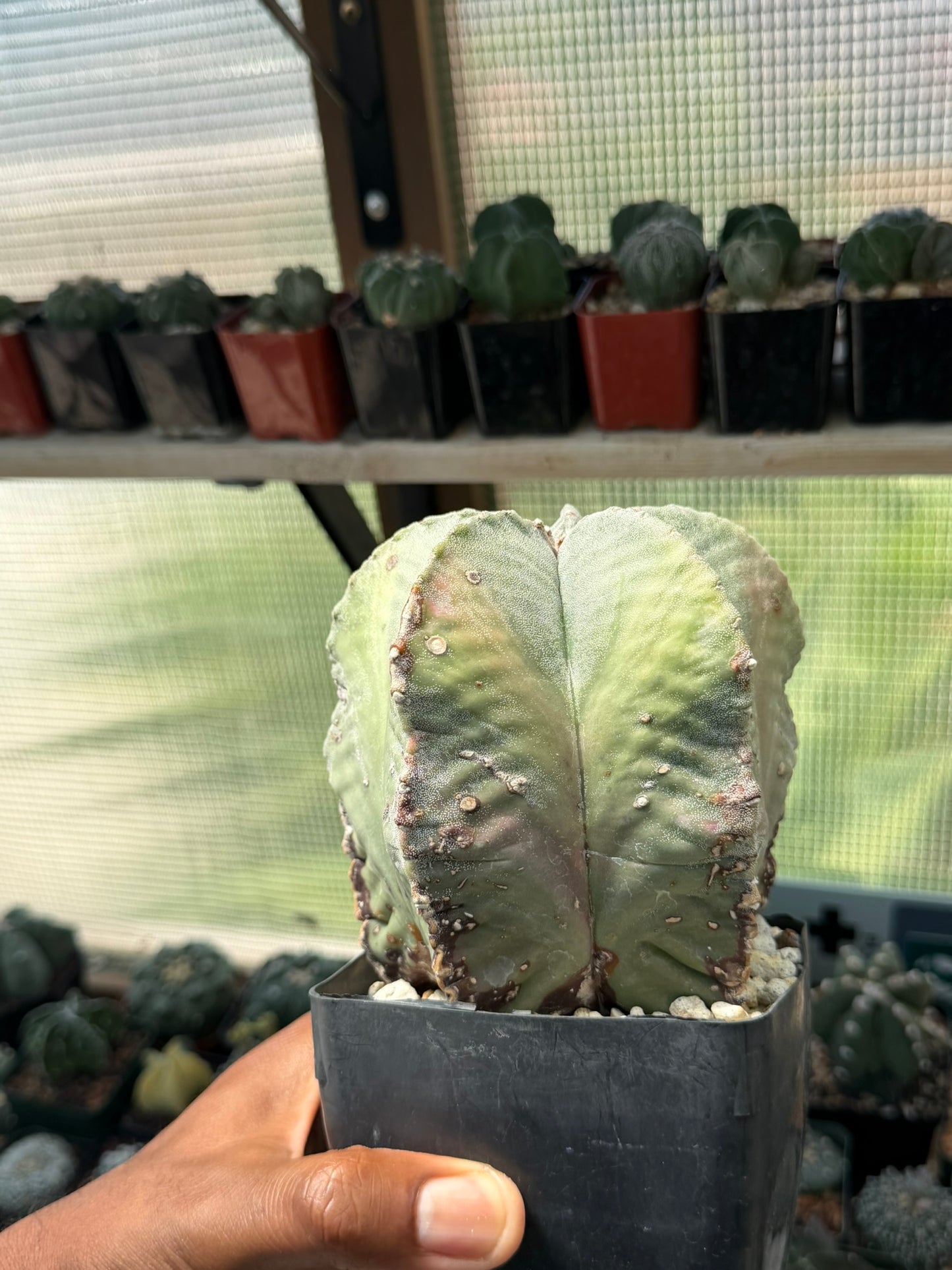 Astrophytum myriostigma strongylogonum