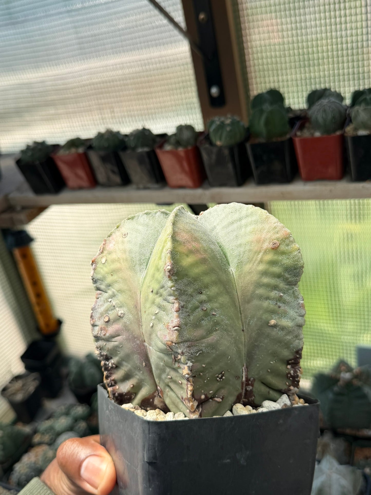 Astrophytum myriostigma strongylogonum