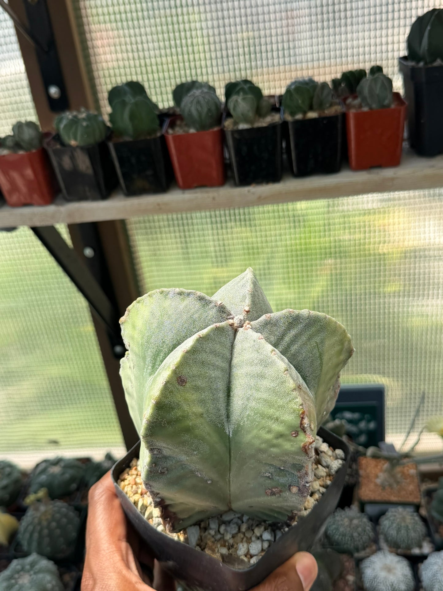 Astrophytum myriostigma strongylogonum