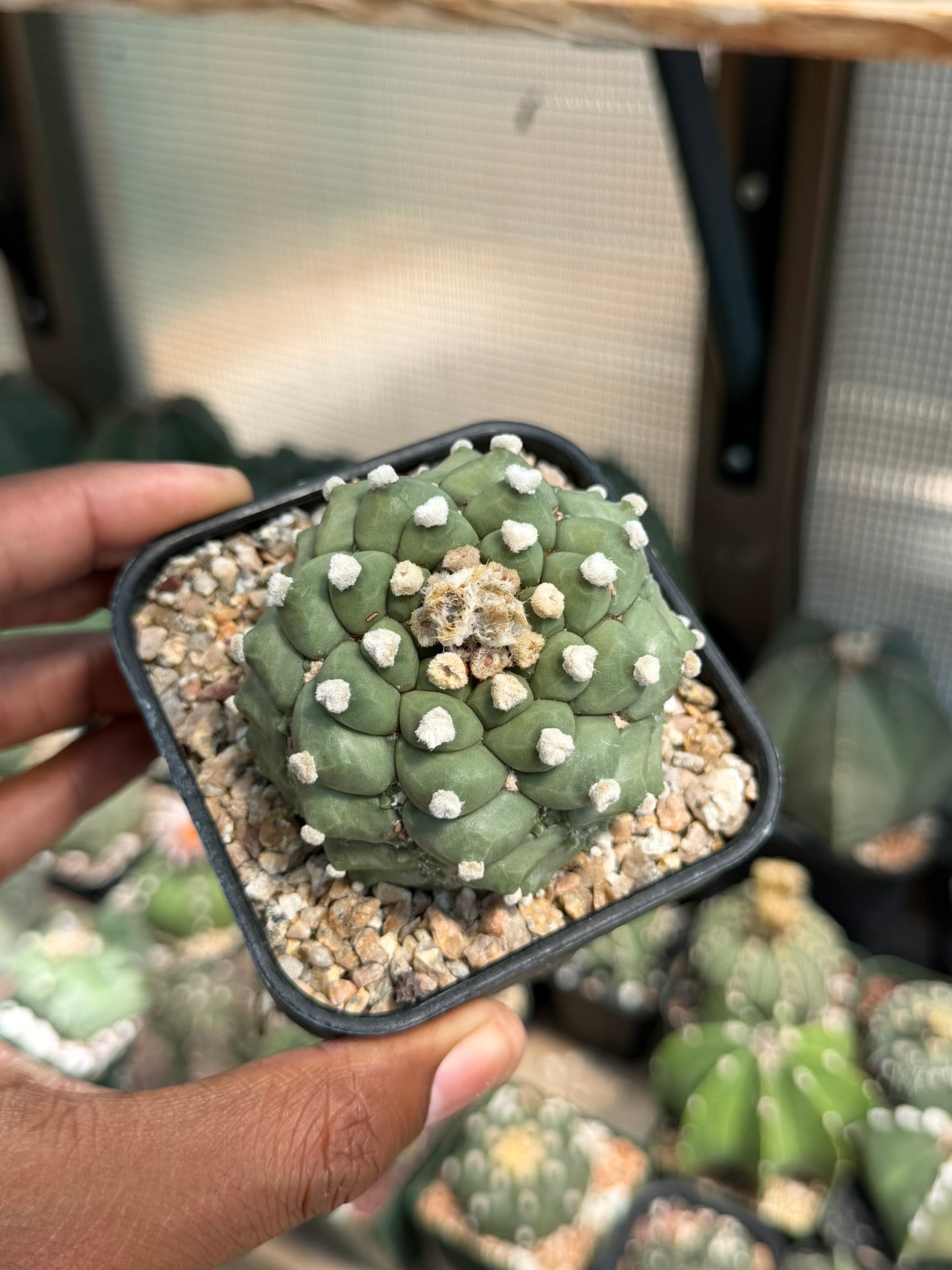 Astrophytum asterias Fukuryu Kikko