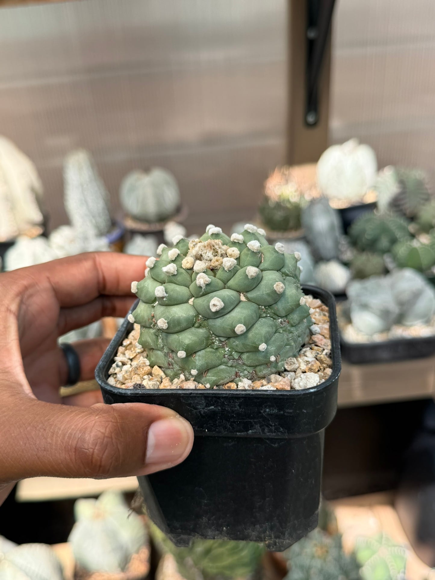 Astrophytum asterias Fukuryu Kikko