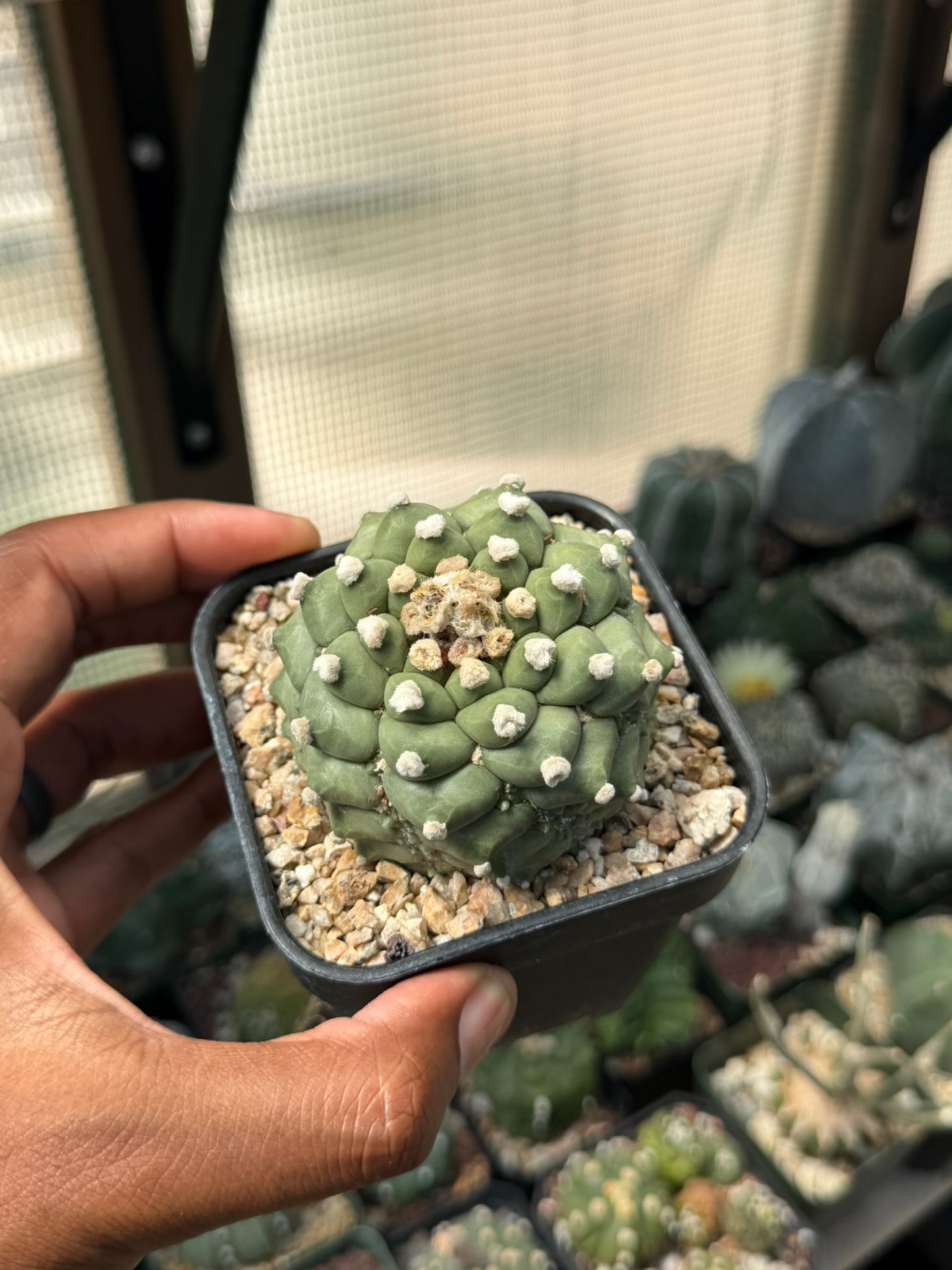 Astrophytum asterias Fukuryu Kikko