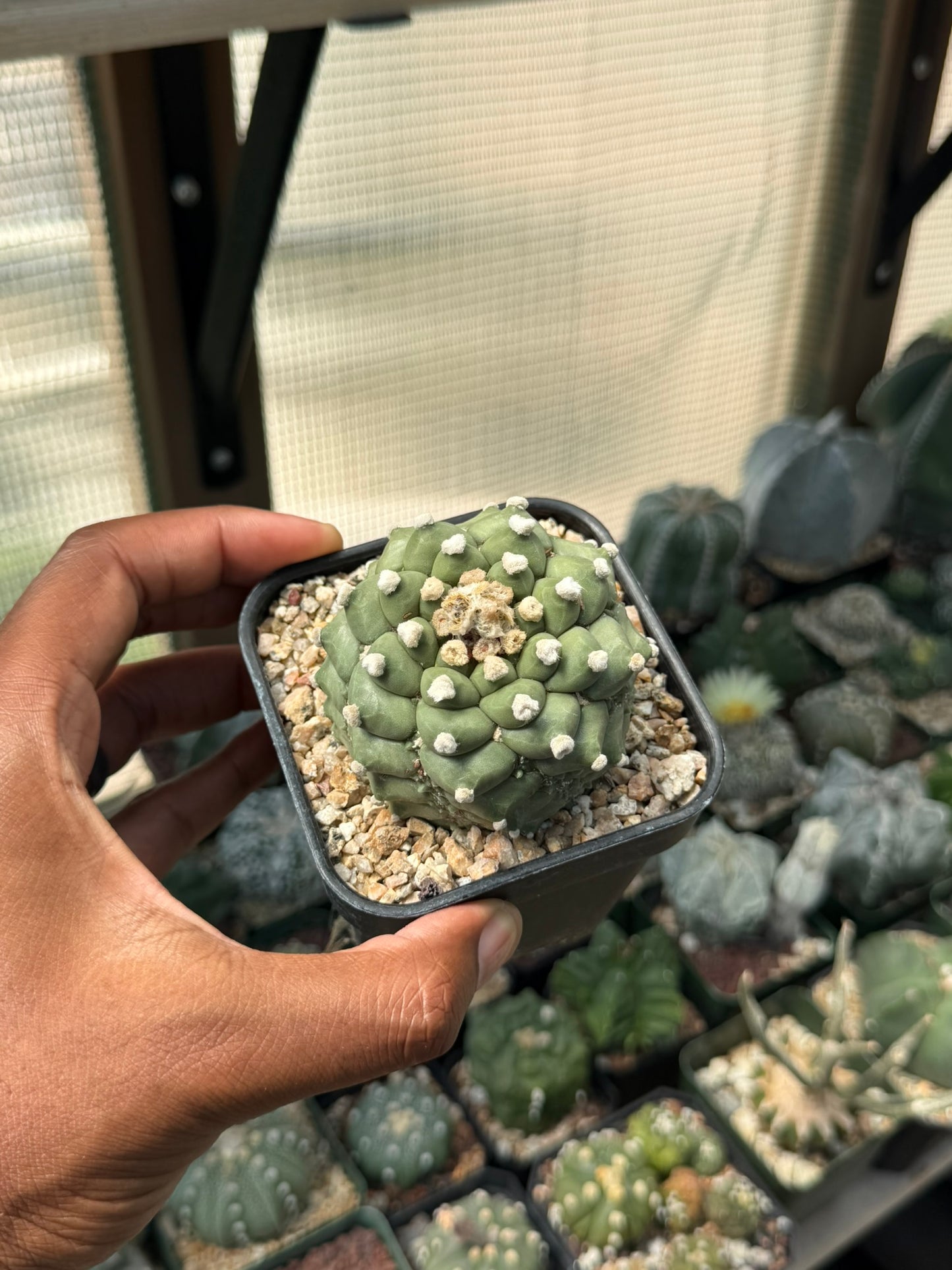 Astrophytum asterias Fukuryu Kikko