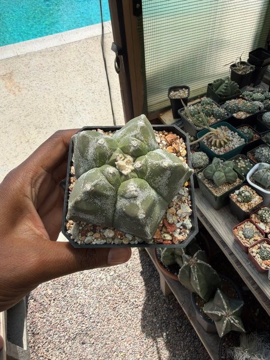 Astrophytum myriostigma Kikko