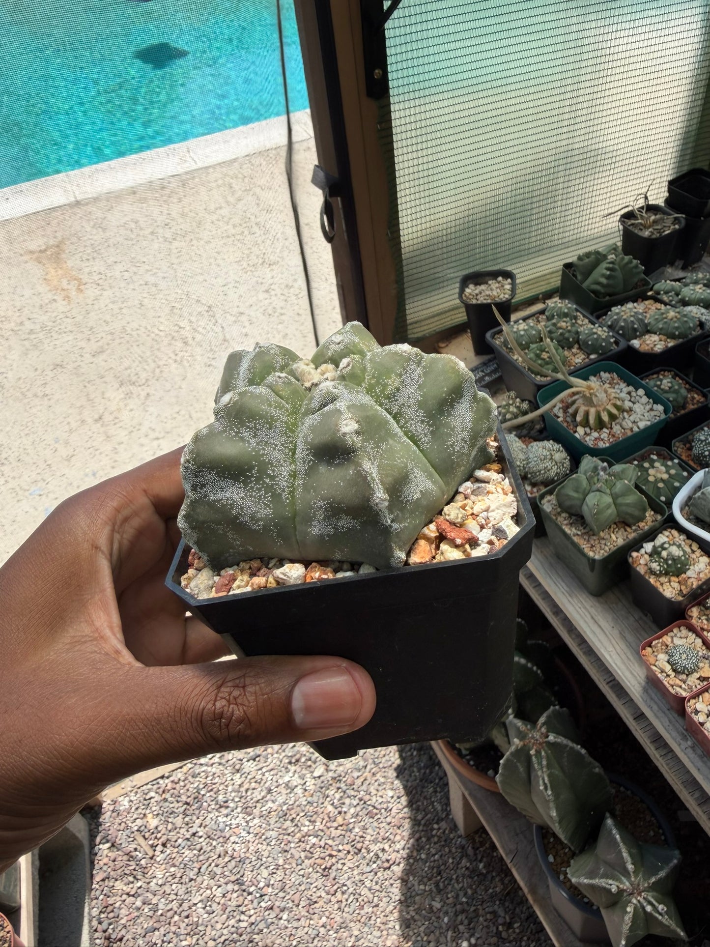 Astrophytum myriostigma Kikko