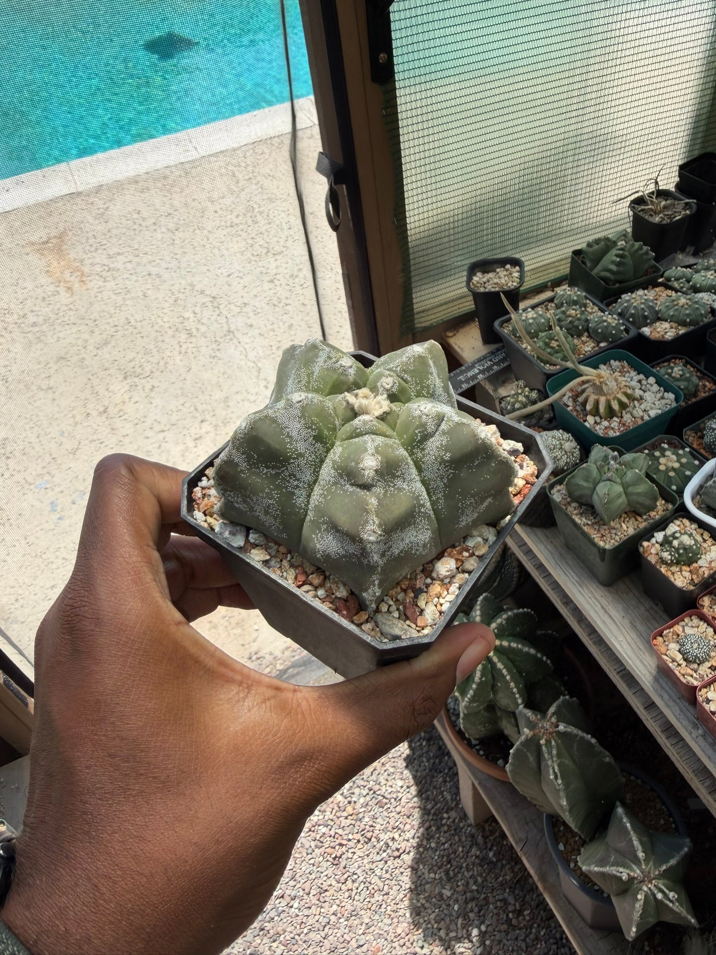 Astrophytum myriostigma Kikko