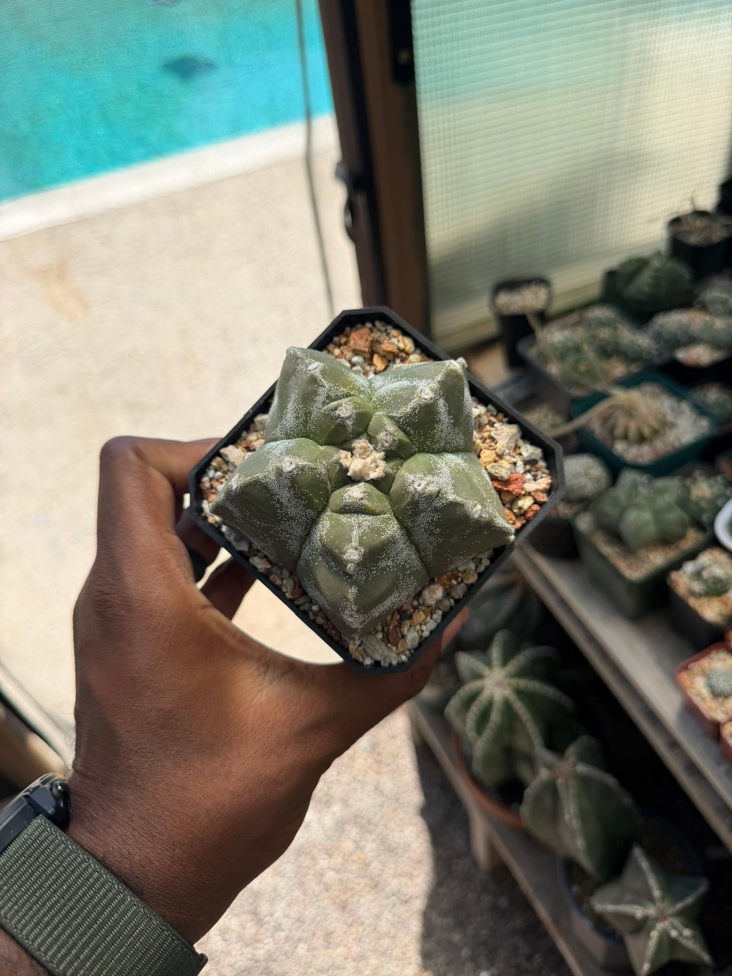 Astrophytum myriostigma Kikko