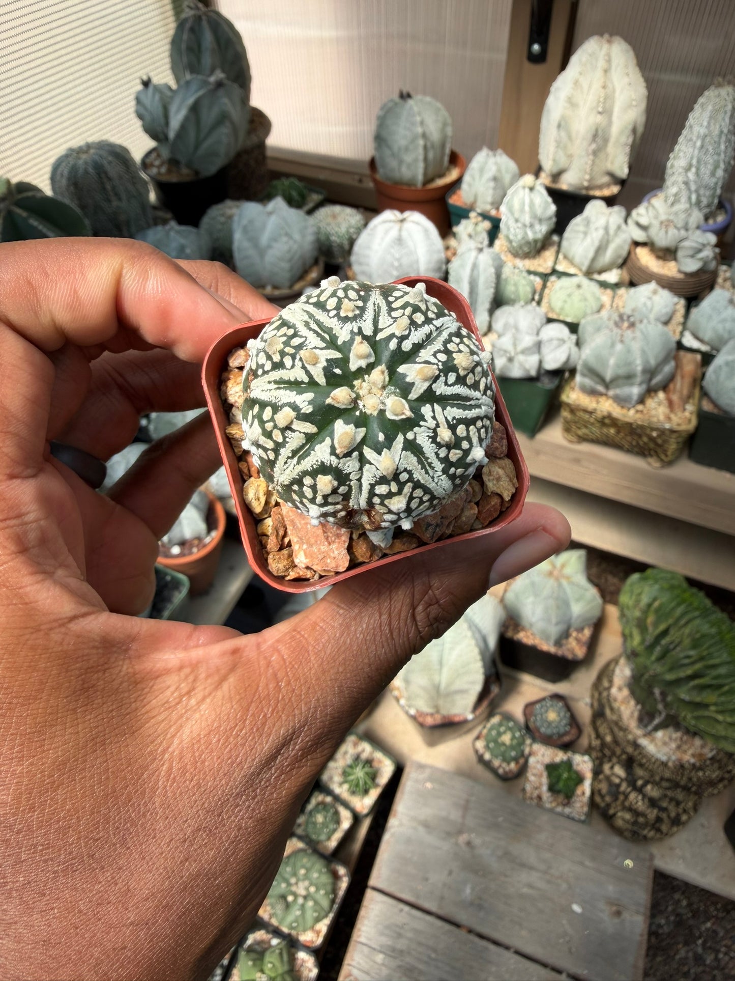 Astrophytum asterias Superkabuto