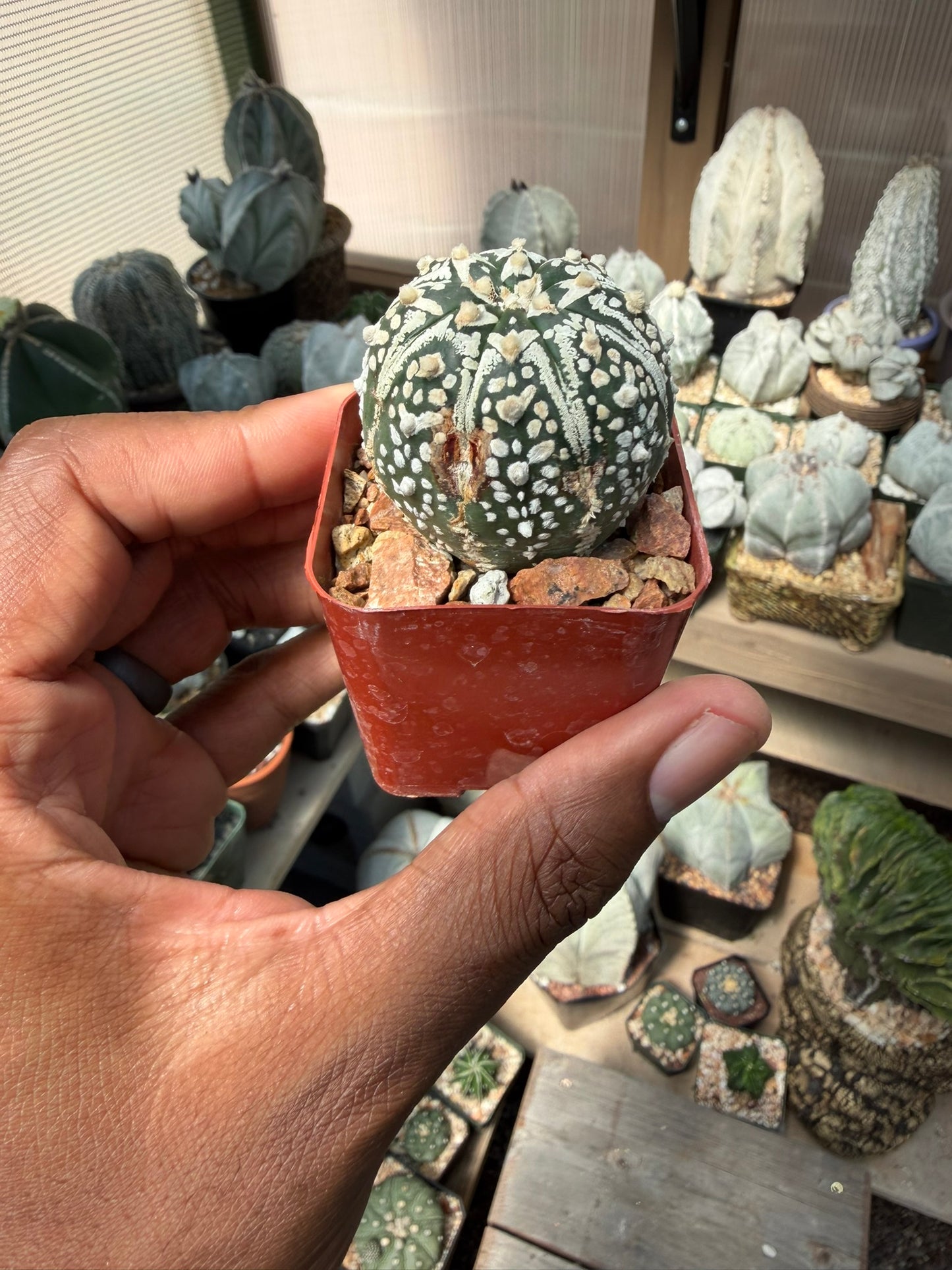 Astrophytum asterias Superkabuto
