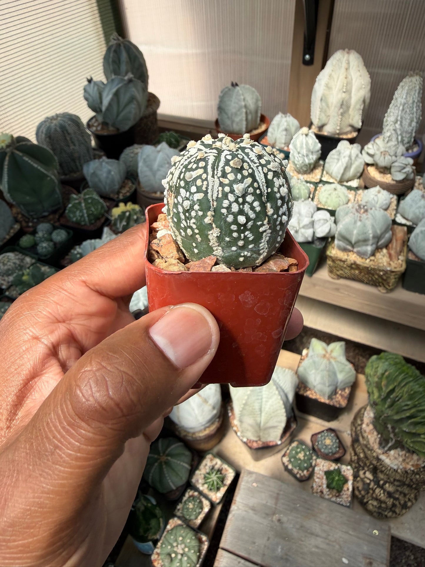 Astrophytum asterias Superkabuto