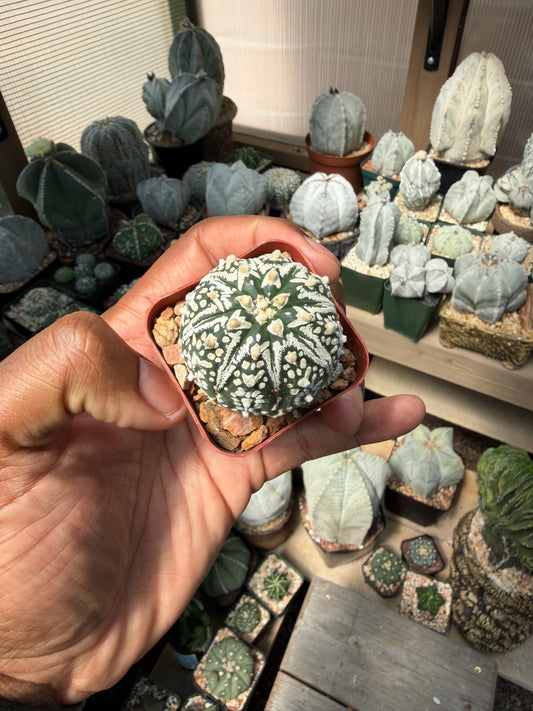 Astrophytum asterias Superkabuto