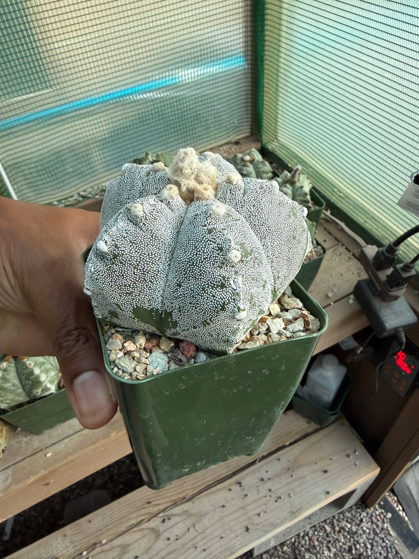 Astrophytum myriostigma Kikko