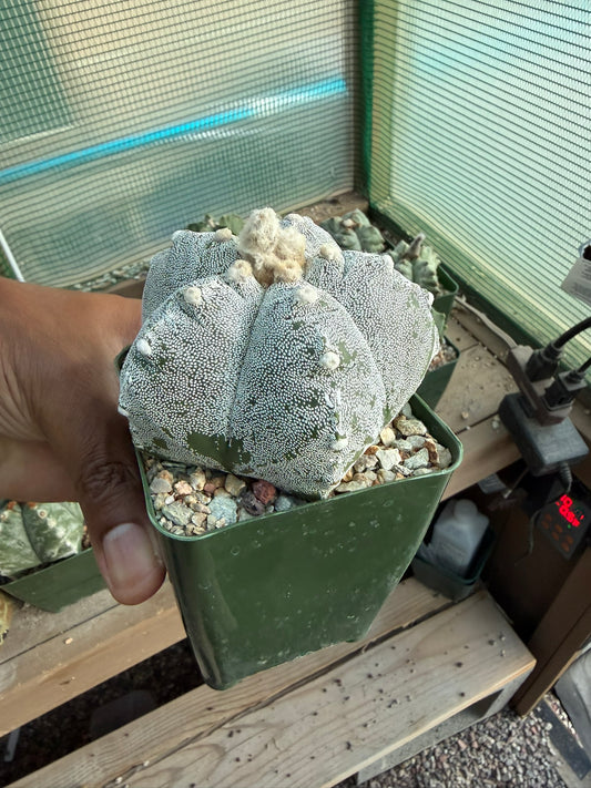 Astrophytum myriostigma Kikko