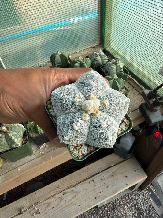 Astrophytum myriostigma Kikko