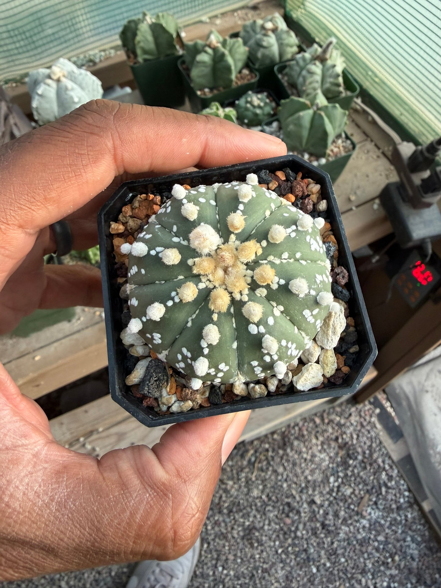 Astrophytum asterias