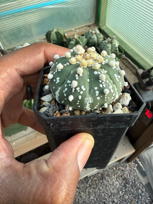 Astrophytum asterias