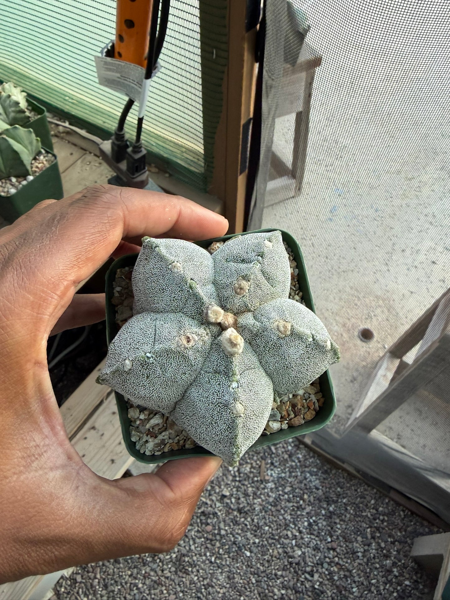Astrophytum myriostigma