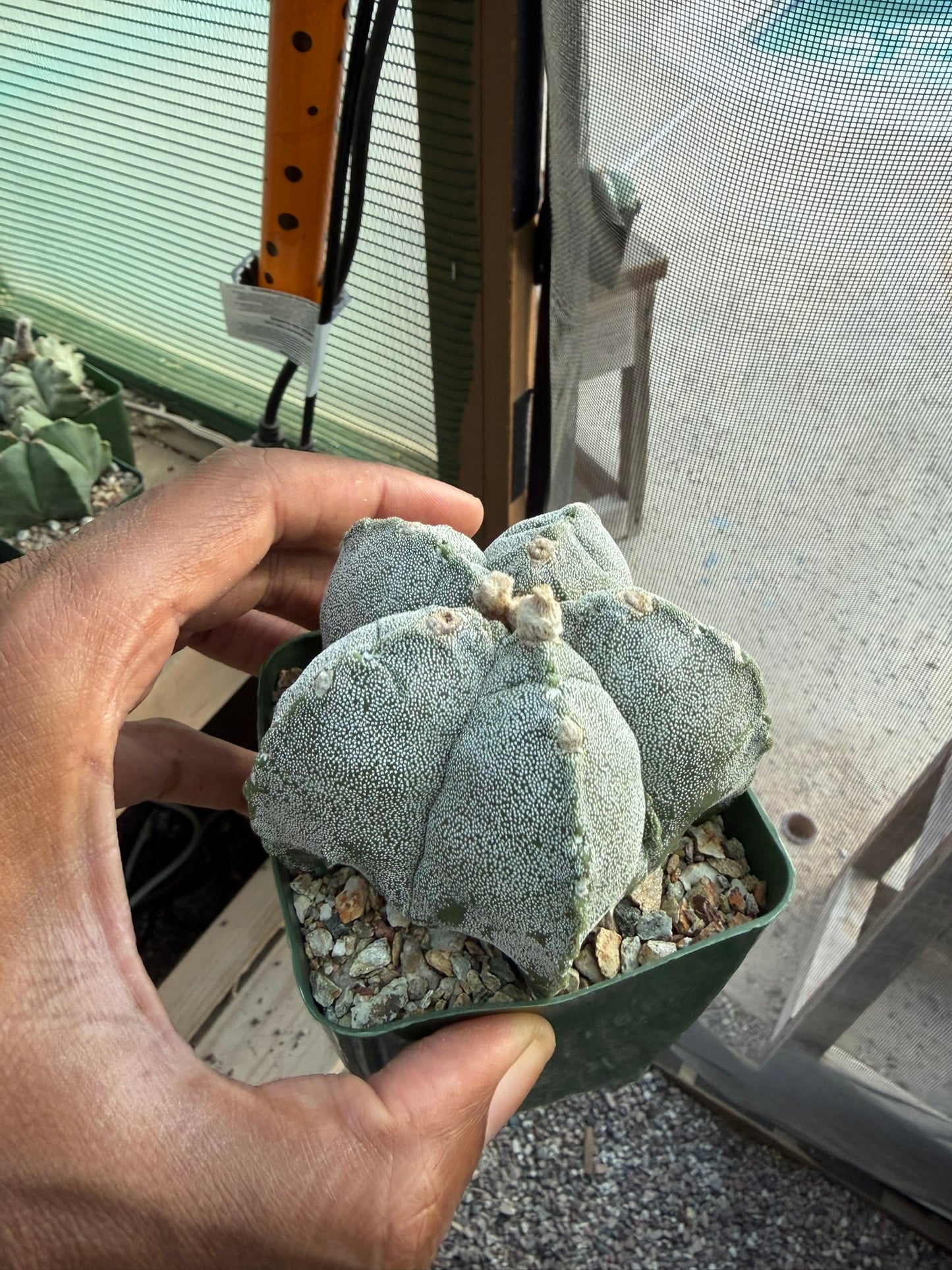 Astrophytum myriostigma