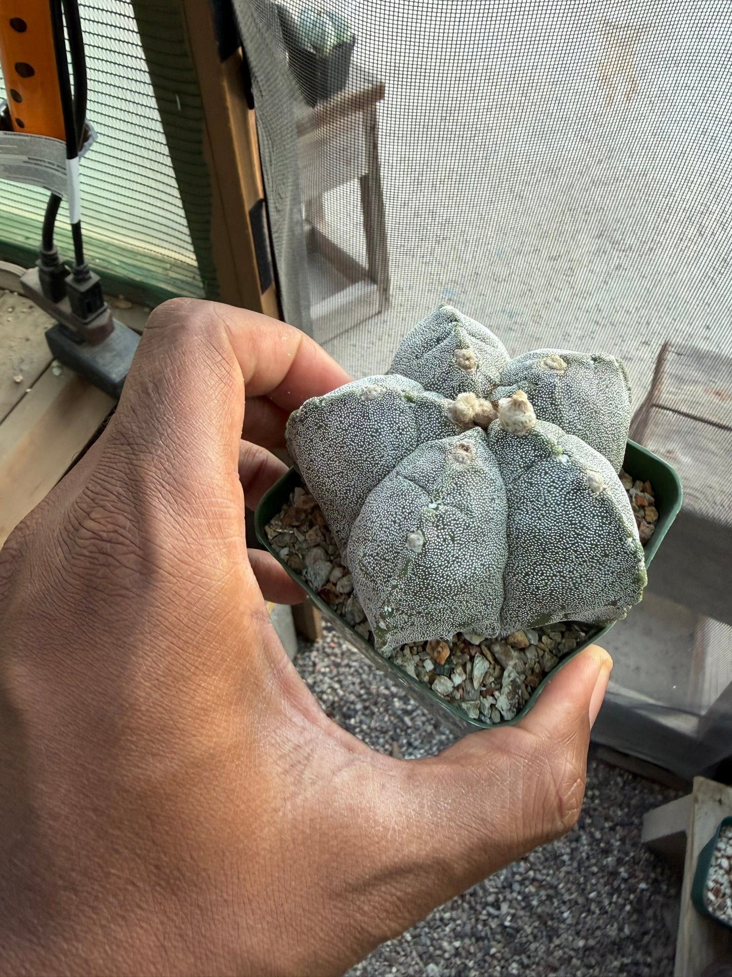 Astrophytum myriostigma