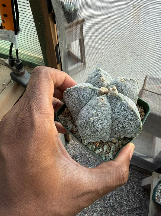Astrophytum myriostigma