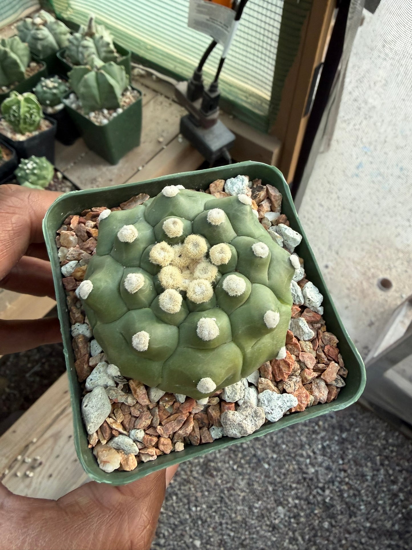 Astrophytum asterias Kikko