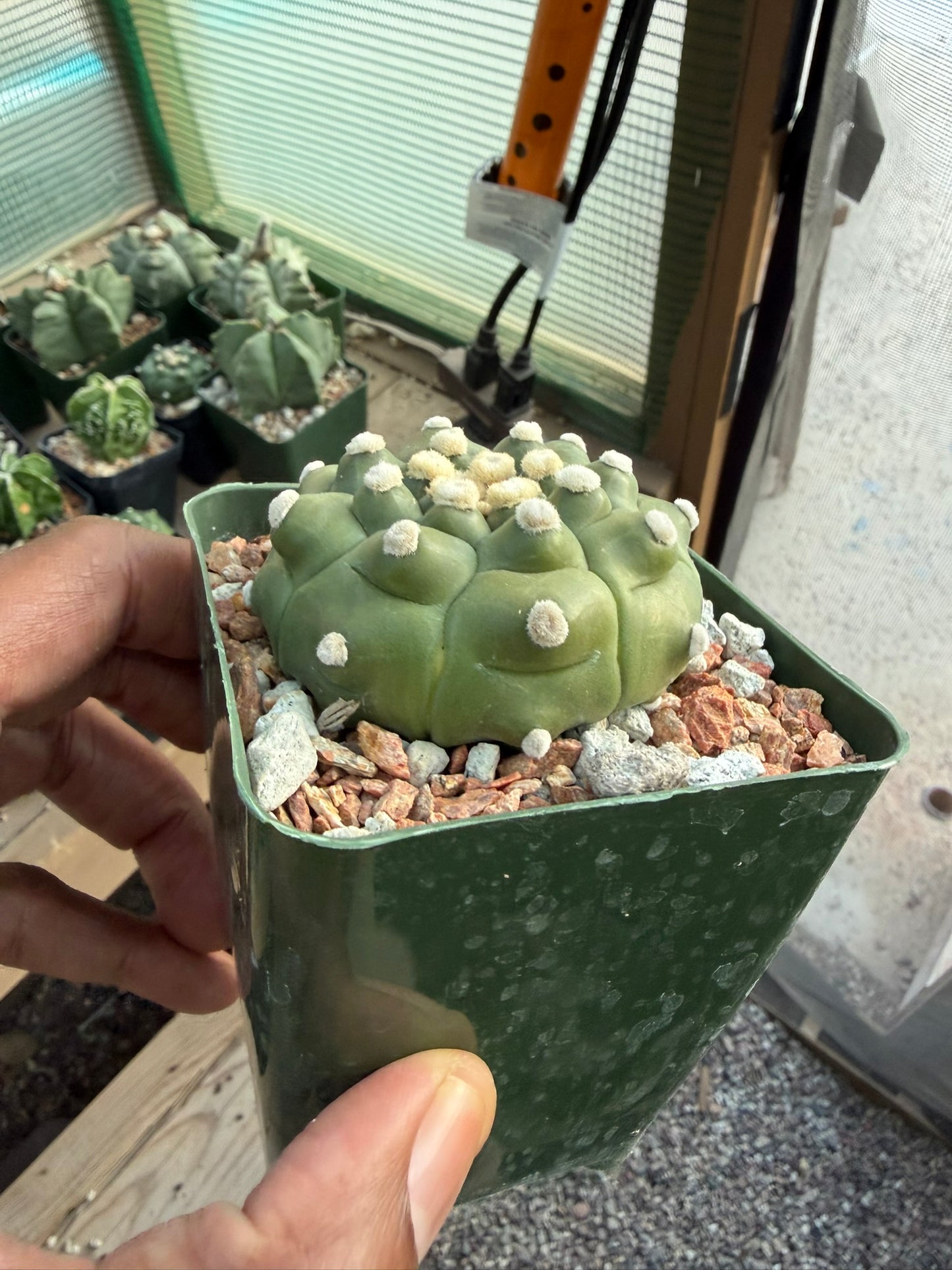 Astrophytum asterias Kikko