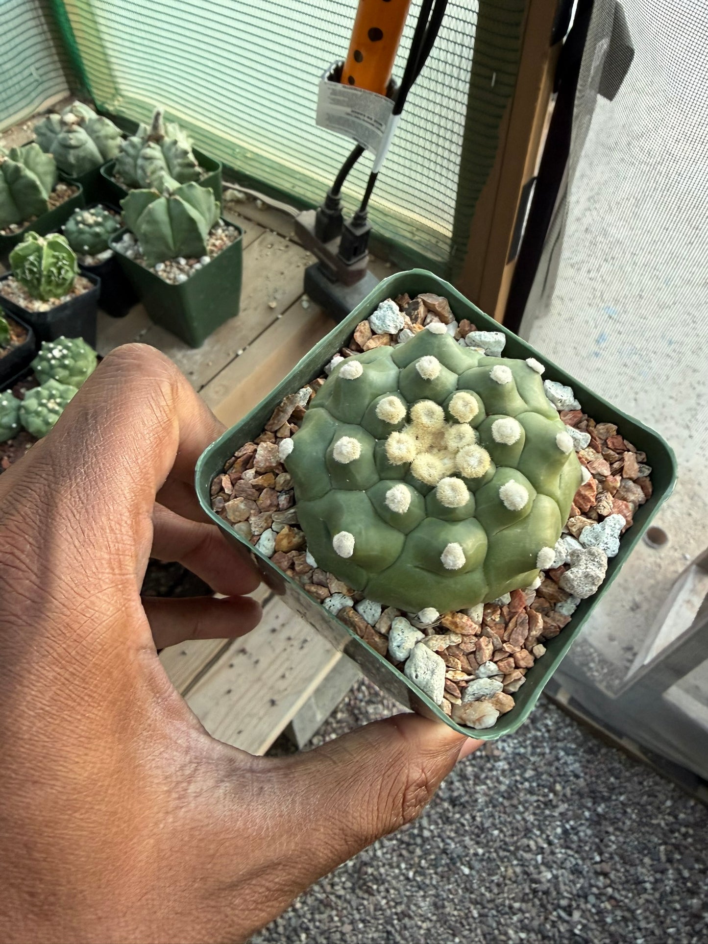 Astrophytum asterias Kikko