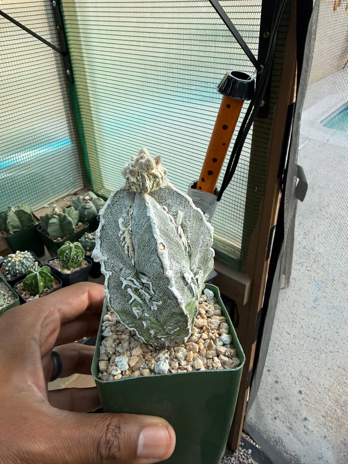 Astrophytum myriostigma Fukuryu "Dinosaur"