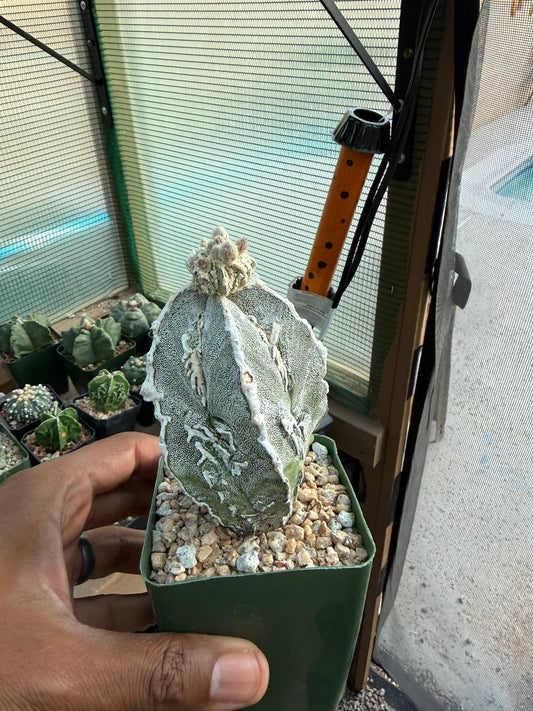 Astrophytum myriostigma Fukuryu "Dinosaur"