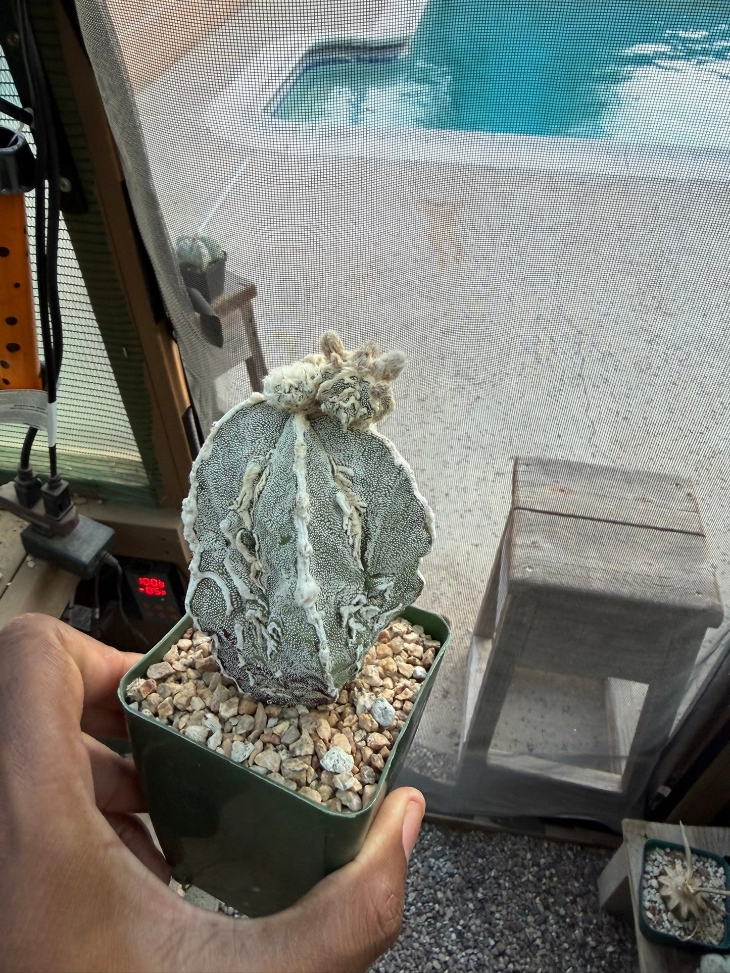 Astrophytum myriostigma Fukuryu "Dinosaur"