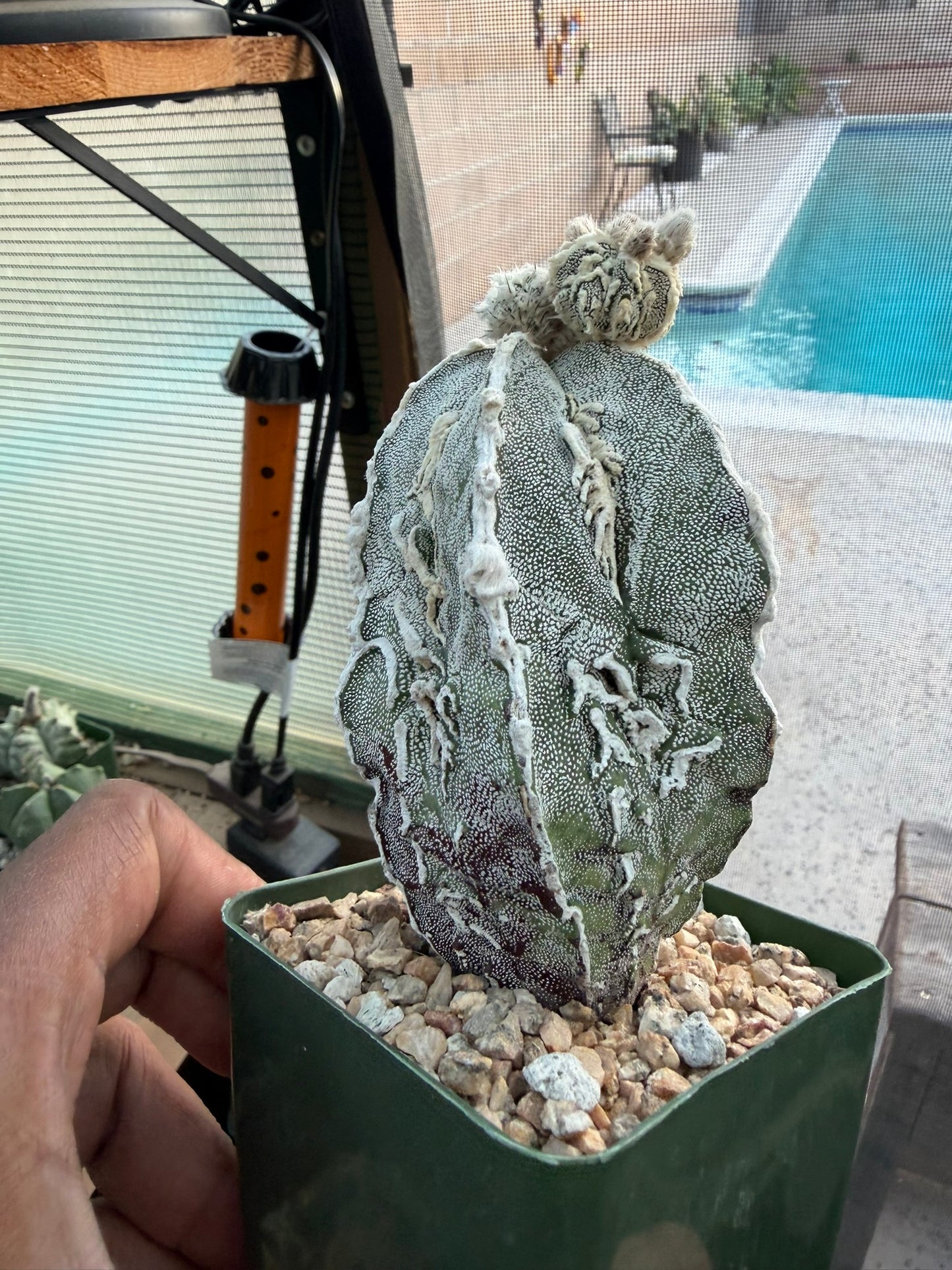Astrophytum myriostigma Fukuryu "Dinosaur"