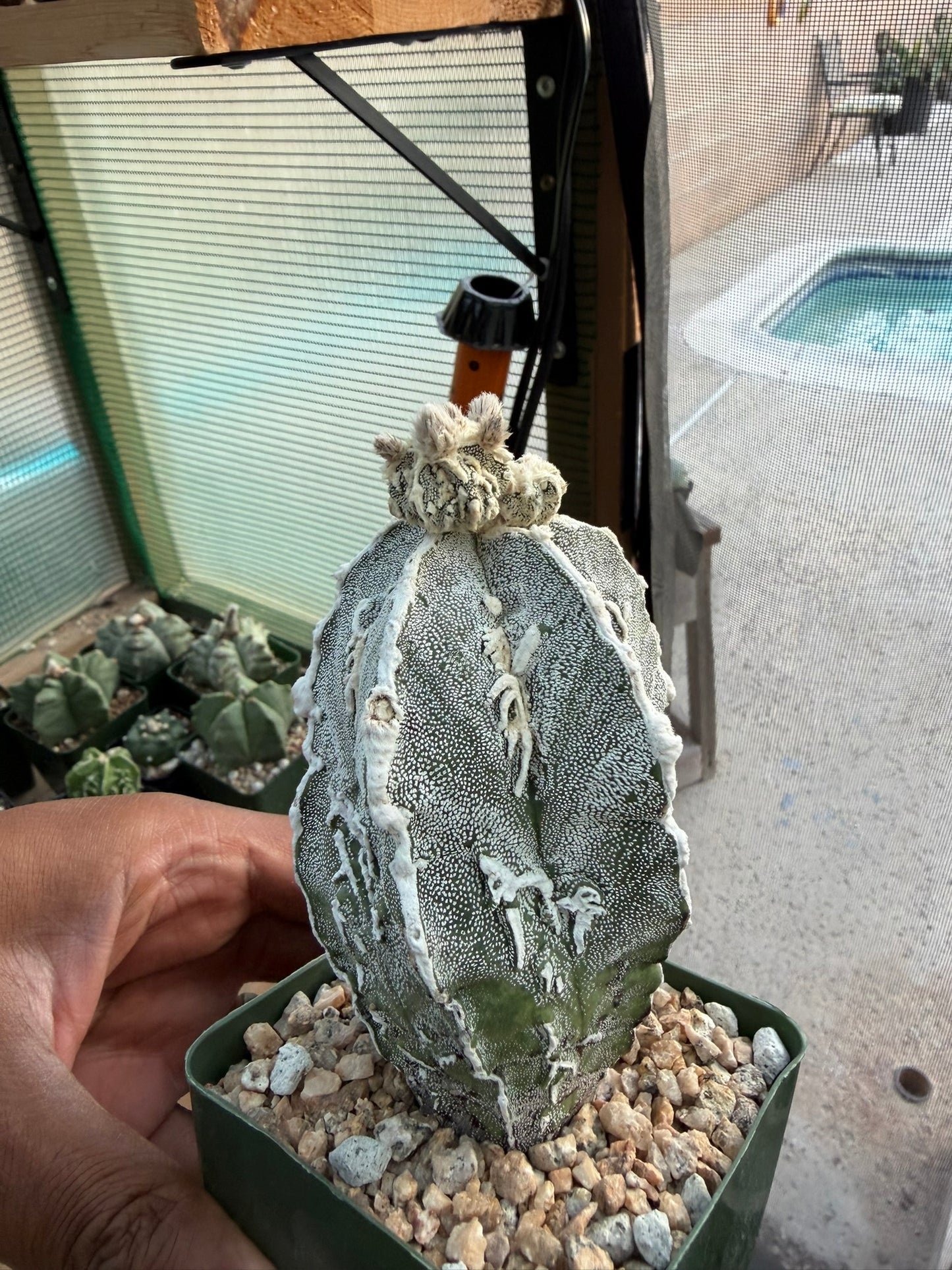Astrophytum myriostigma Fukuryu "Dinosaur"