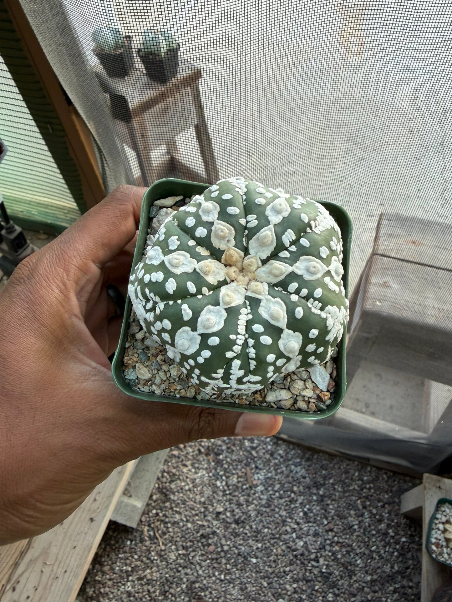 Astrophytum asterias Superkabuto Star Shape