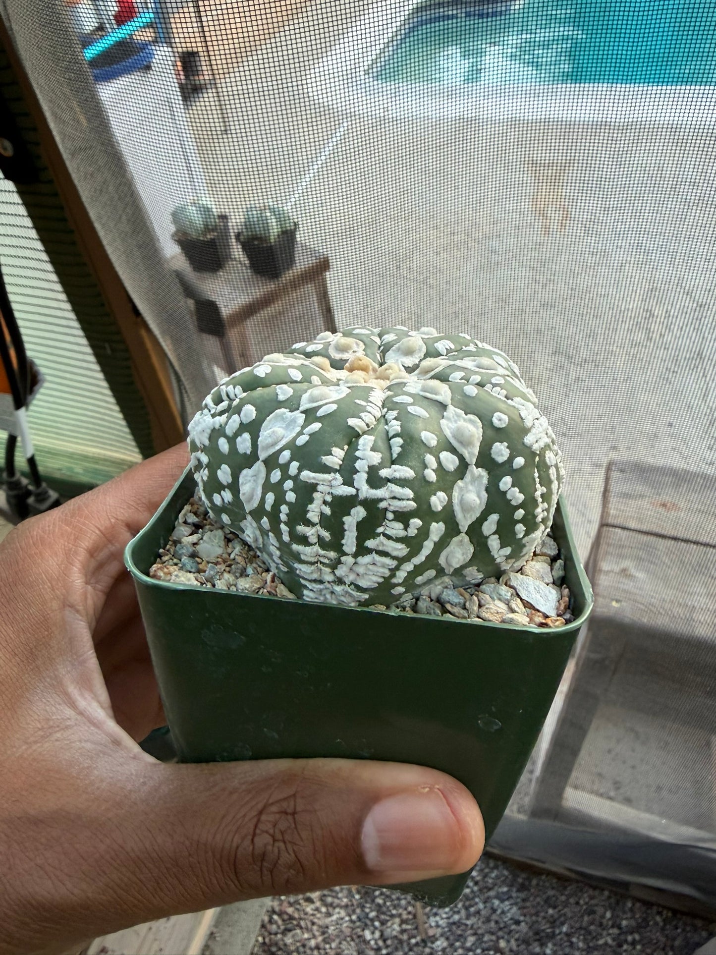 Astrophytum asterias Superkabuto Star Shape