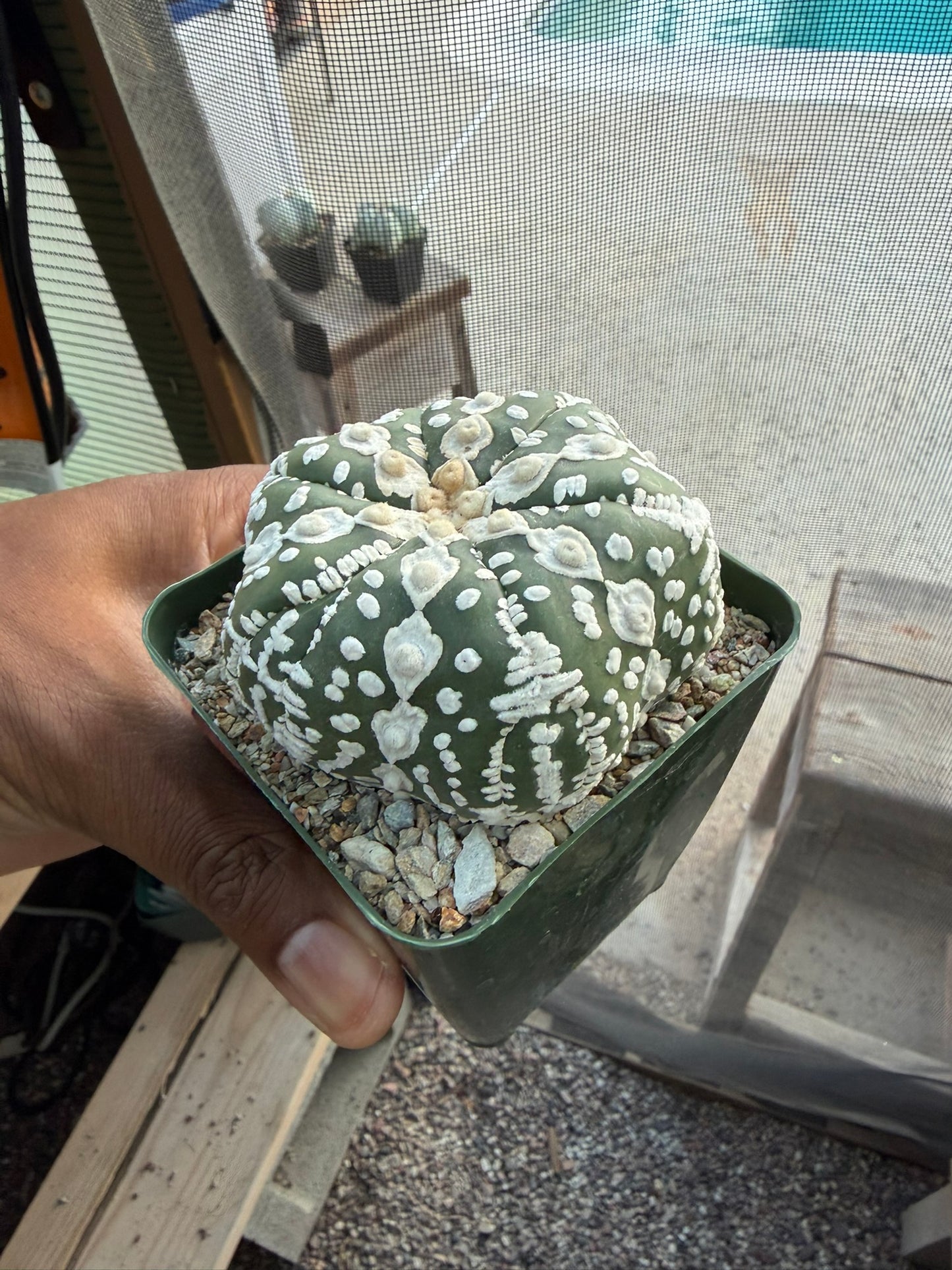 Astrophytum asterias Superkabuto Star Shape