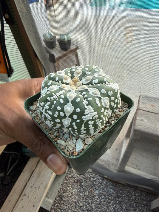 Astrophytum asterias Superkabuto Star Shape