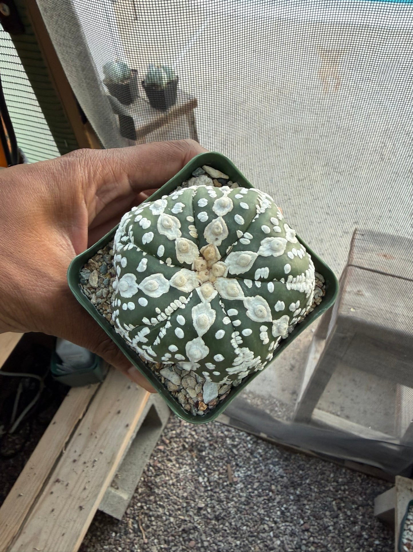 Astrophytum asterias Superkabuto Star Shape
