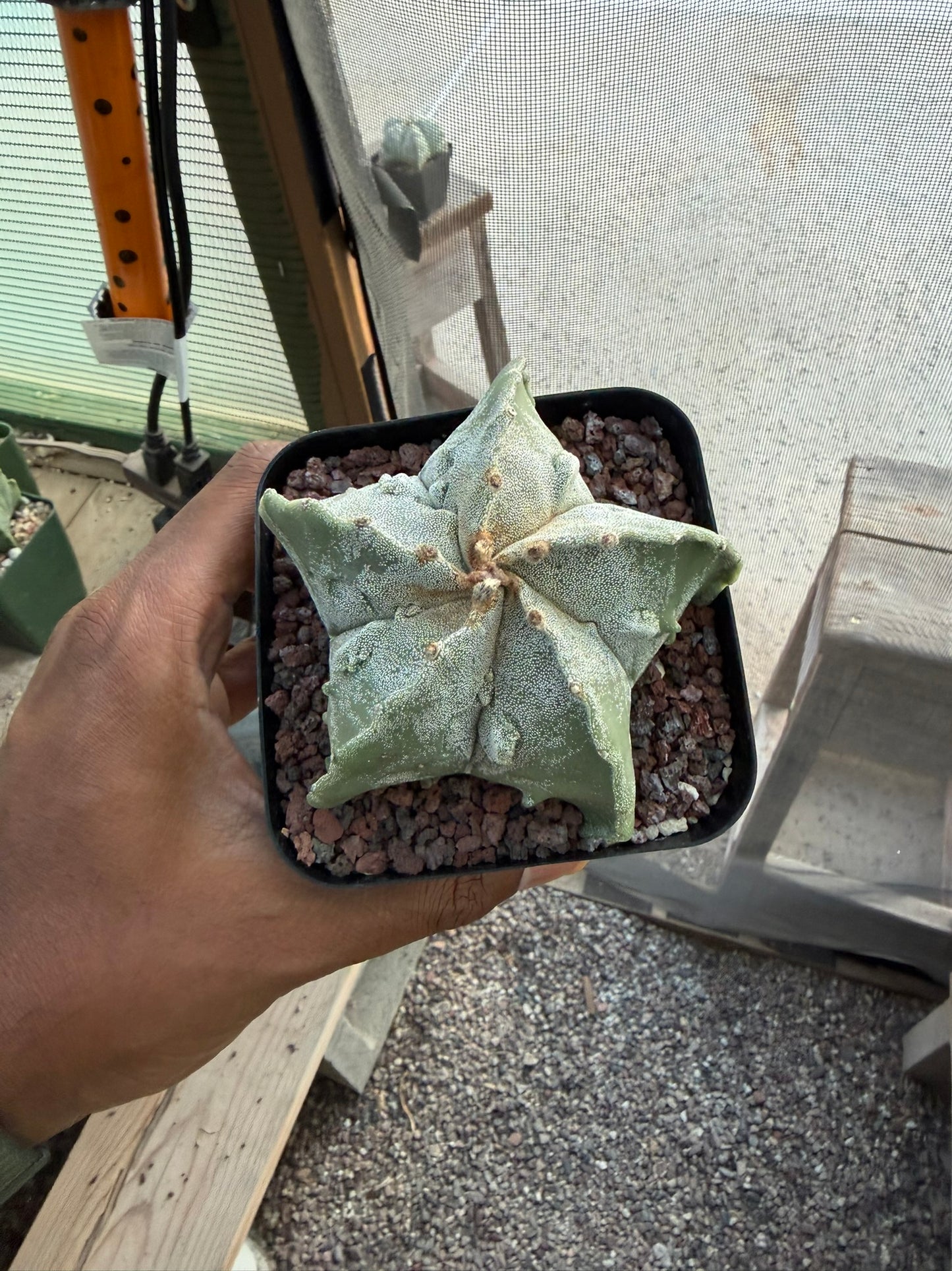 Astrophytum myriostigma Fukuryu