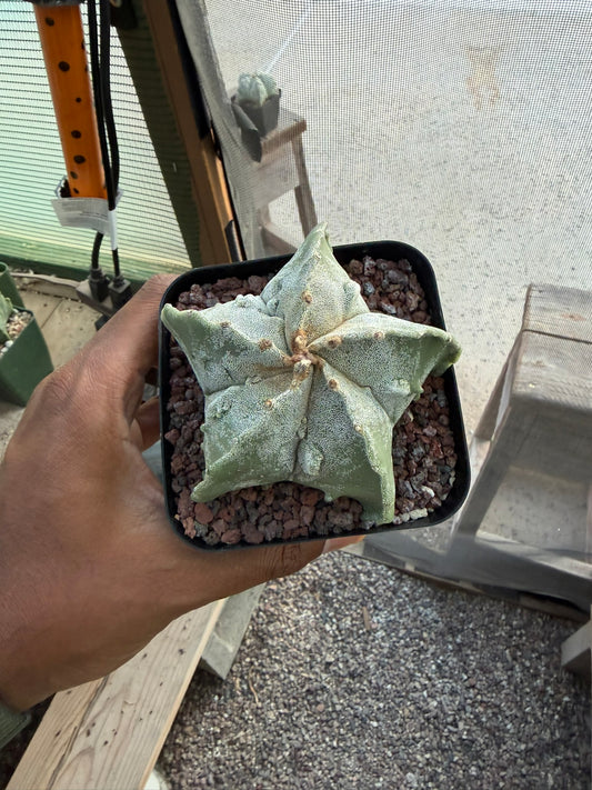 Astrophytum myriostigma Fukuryu