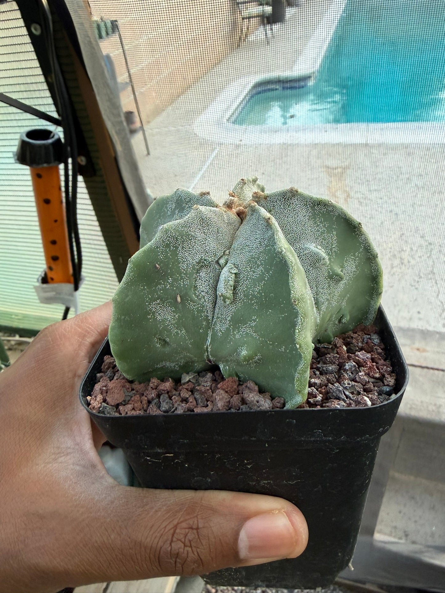 Astrophytum myriostigma Fukuryu
