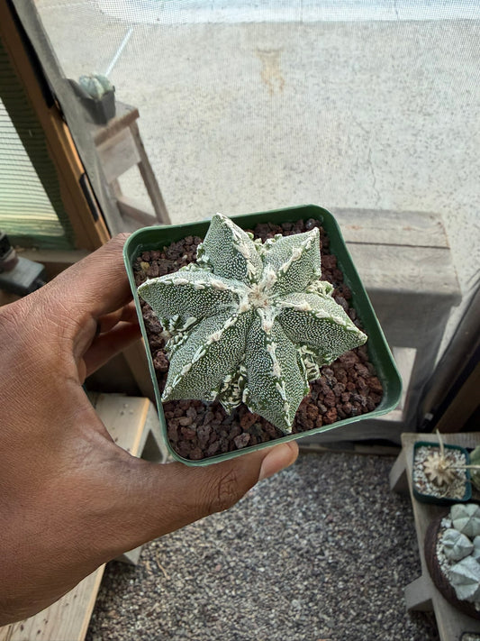 Astrophytum myriostigma Fukuryu