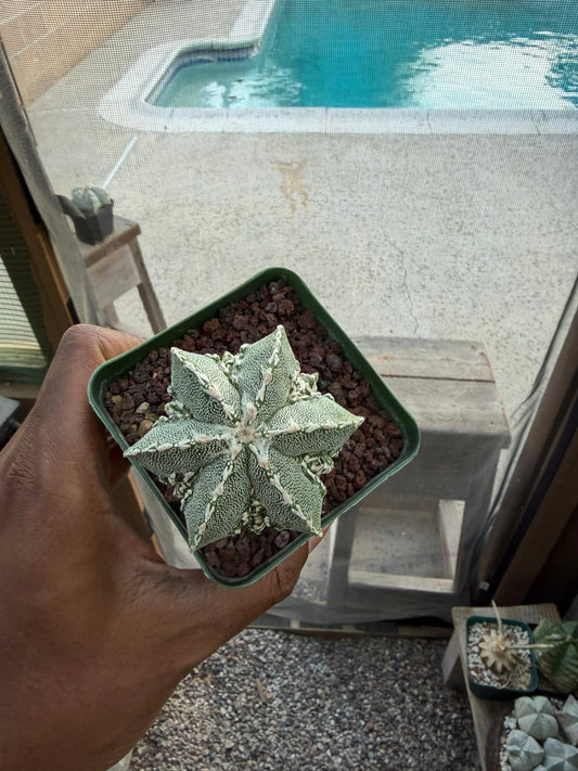 Astrophytum myriostigma Fukuryu