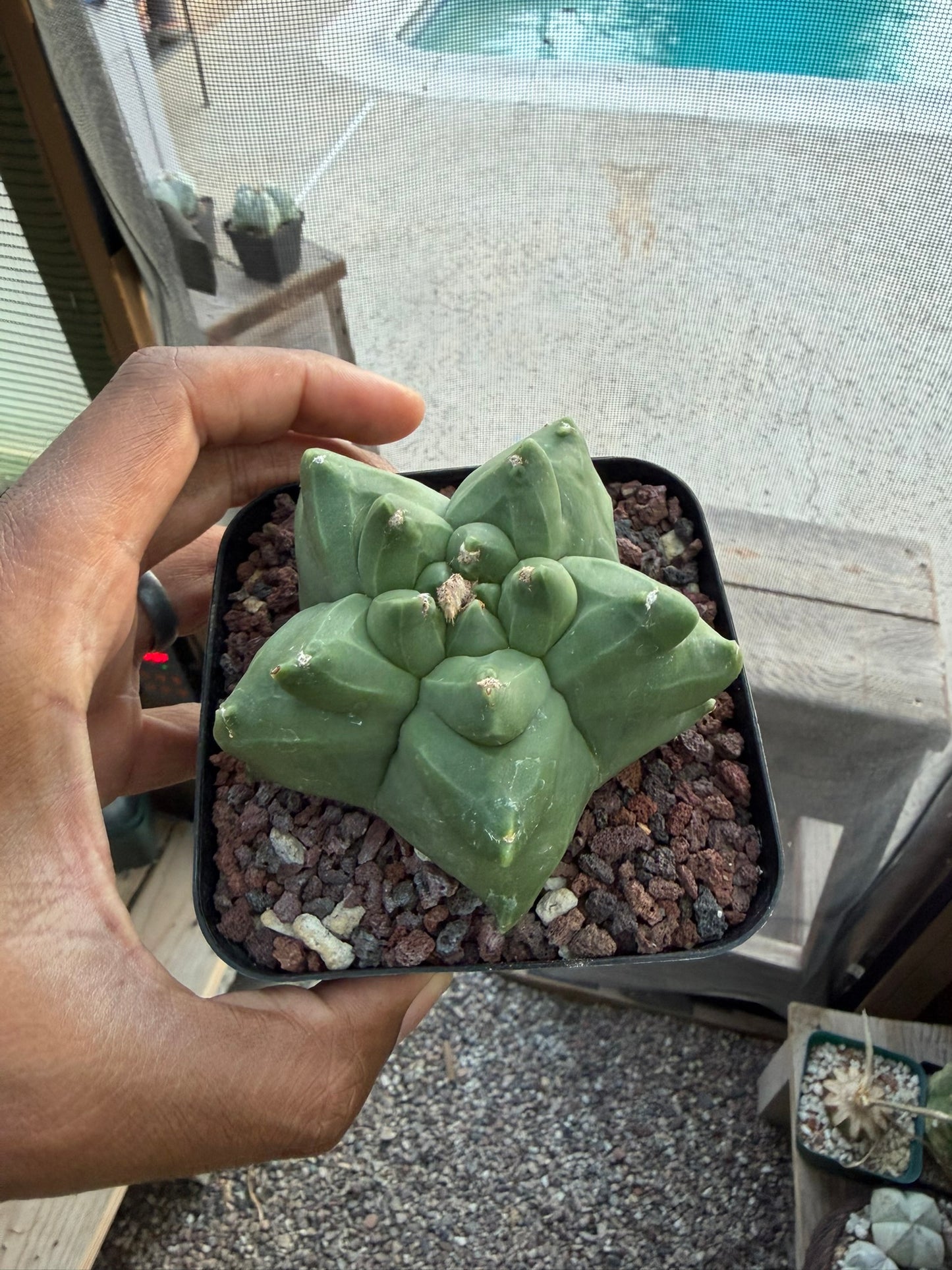 Astrophytum myriostigma Kikko