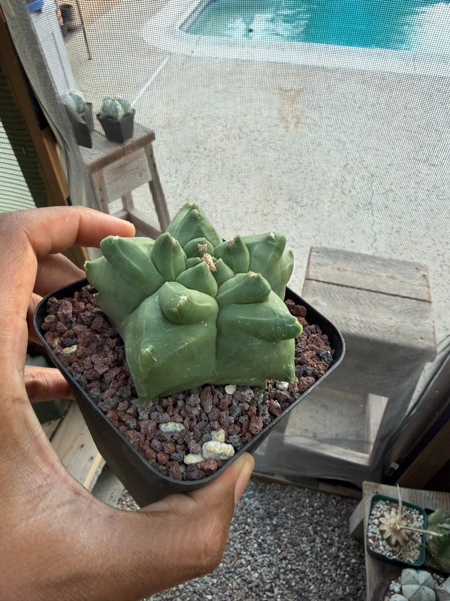 Astrophytum myriostigma Kikko
