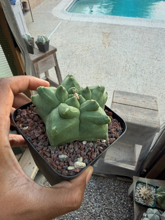 Astrophytum myriostigma Kikko