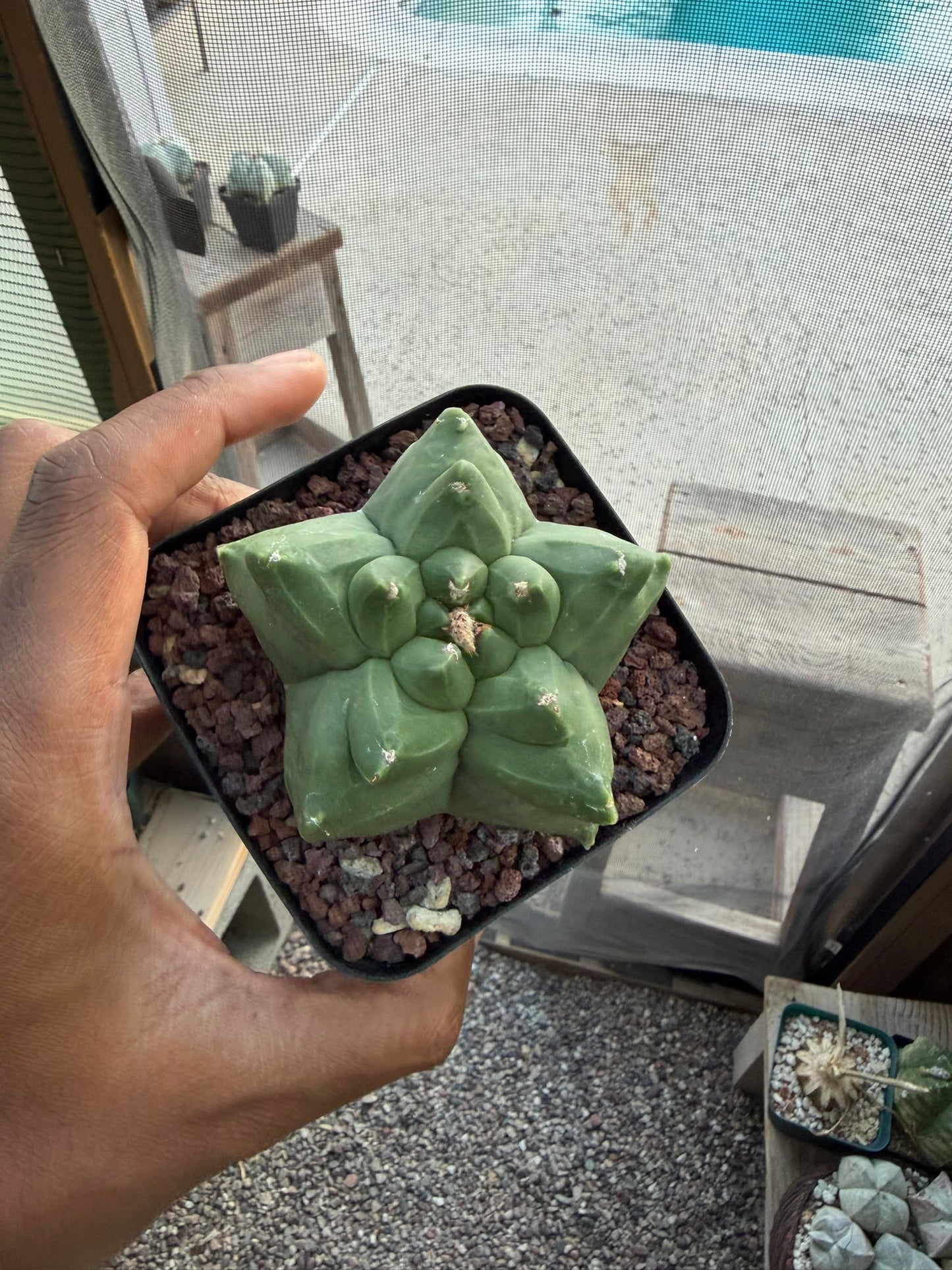 Astrophytum myriostigma Kikko
