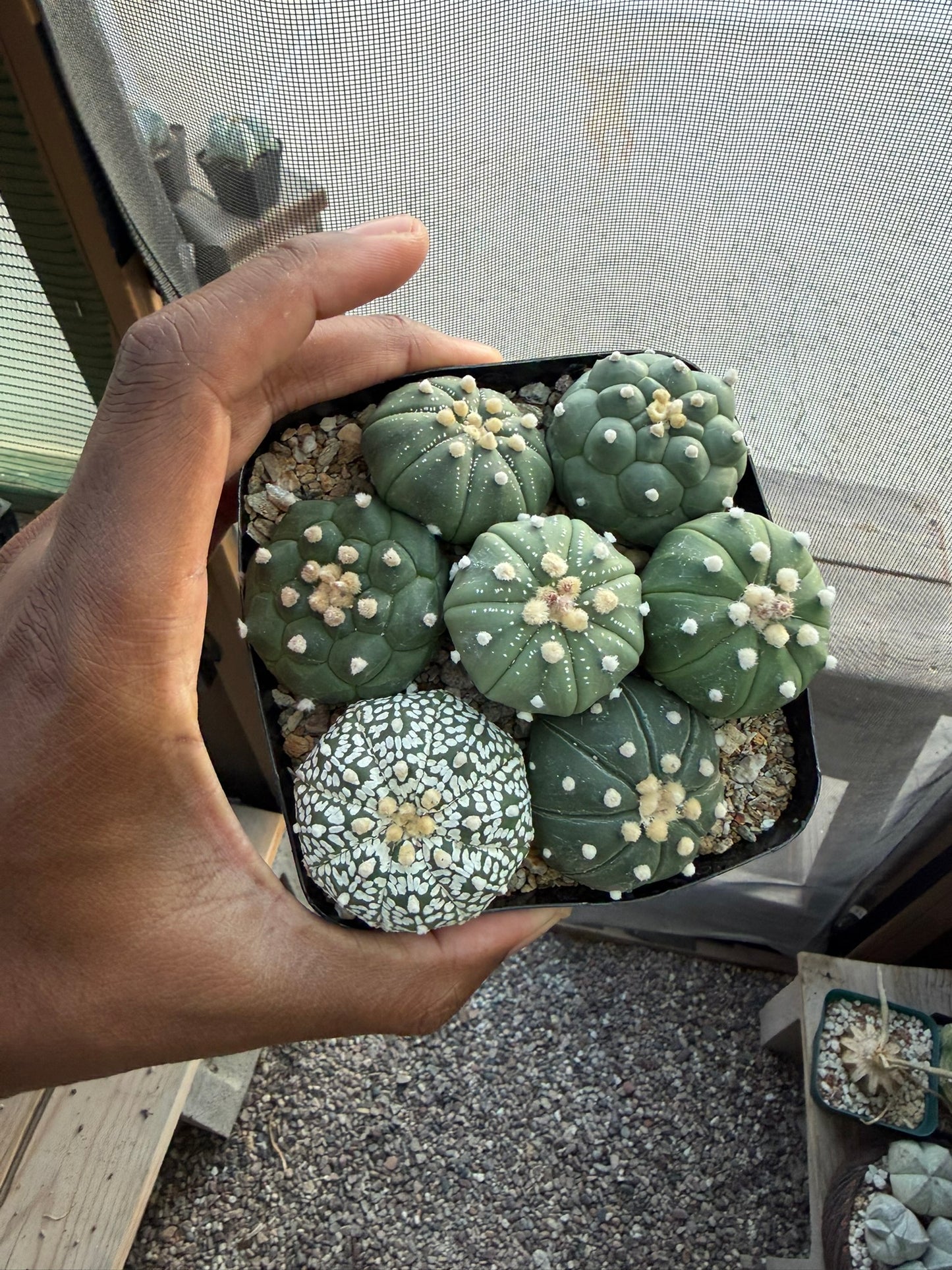 Astrophytum asterias Bundle!